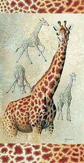 Giraffe 8